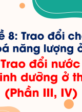Bài 25. Trao đổi nước và các chất dinh dưỡng ở thực vật (Phần III, IV)